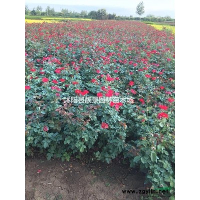 蔷薇月季苗现挖现卖，蔷薇种植易成活，蔷薇基地货源充足