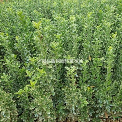 水蜡苗带土装车 ，水蜡现挖现卖，水蜡苗基地