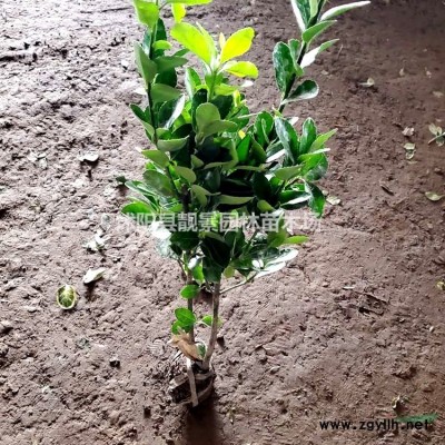 火棘地栽苗，火棘60公分高，火棘球基地，火棘色块苗，