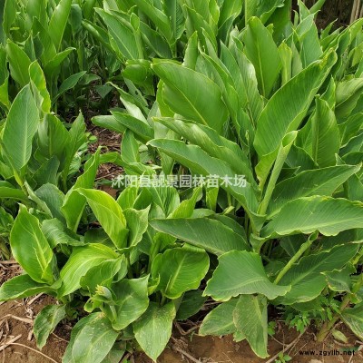 竹子2公分多少钱一棵？竹子哪里便宜，竹子基地在哪里？