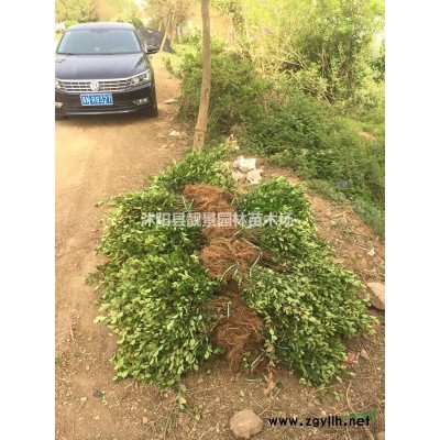 藤本月季多少钱一棵，藤本月季产地，藤本月季可以快递发货