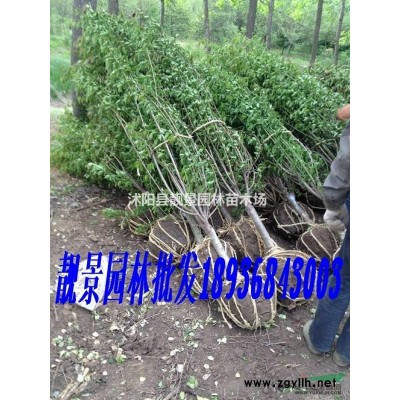 江苏金叶女贞60公分高，金叶女贞3分支，金叶女贞苗圃直销