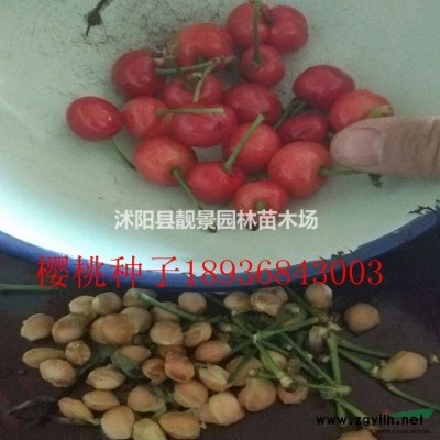 地接金叶榆苗，金叶榆8公分，金叶榆球基地