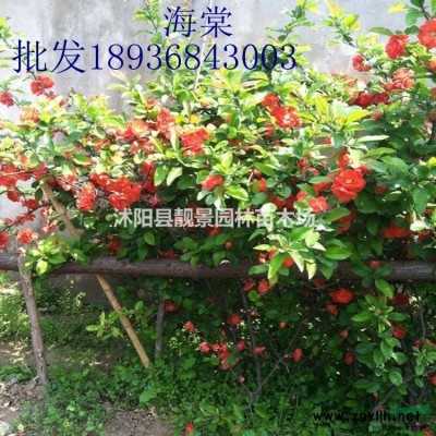 葡萄地栽苗，嫁接葡萄苗，葡萄苗品种介绍