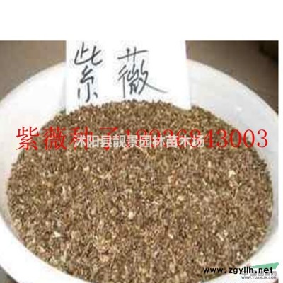 冬青苗报价 冬青行情 冬青种植方法简介 苗圃直销冬青苗