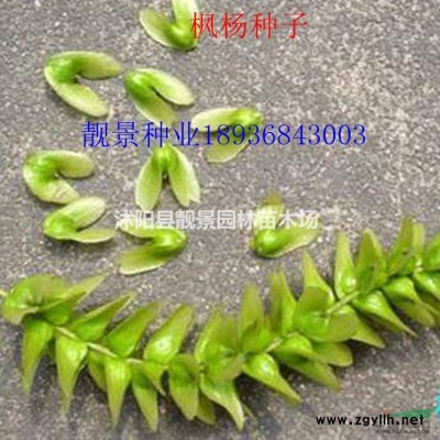 黄刺玫价格 黄刺玫种植方法简介 苗圃直销黄刺玫苗