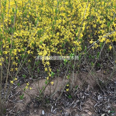 垂柳价格 垂柳种植方法及简介 垂柳绿化工程苗批发