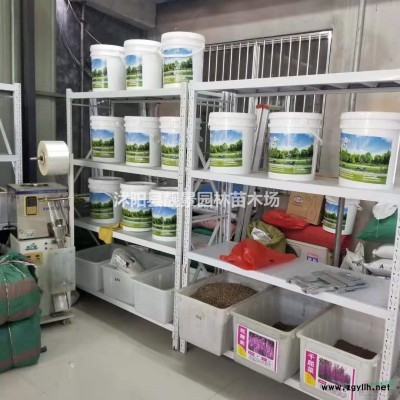 重瓣木槿苗价格 重瓣木槿花种植及简介 木槿苗圃直销