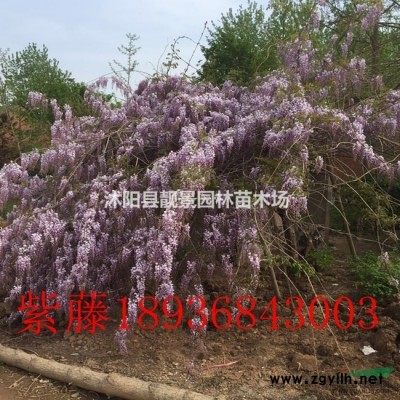 剑麻价格 剑麻种植方法及简介 苗圃直销剑麻