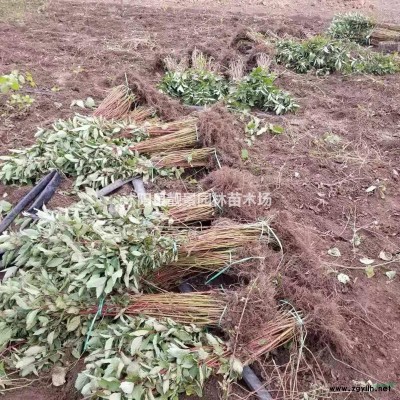 江苏龙柏球*新价格 龙柏球50-100公分 小龙柏基地批发