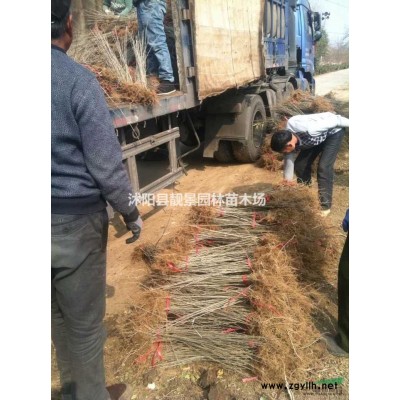 盆栽绿植佛肚竹5公分价格，佛肚竹江苏供应商，佛肚竹种植