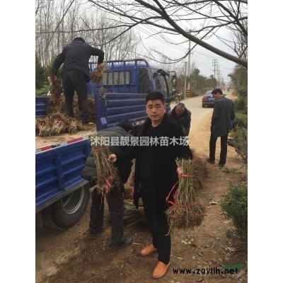 火棘苗批发.火棘种子价格.火棘造型盆景价值