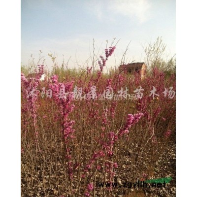 水腊3分枝苗 水腊基地供应 水腊种植绿篱