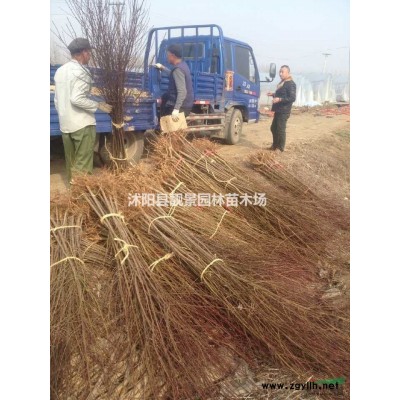 江苏金叶女贞种植 耐寒金叶女贞苗 金叶女贞绿篱苗