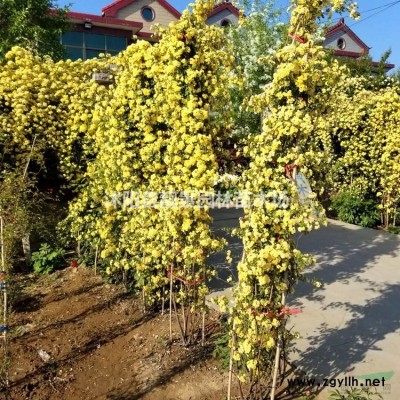 无刺蔷薇苗价格 大花蔷薇基地价格 蔷薇攀岩爬藤