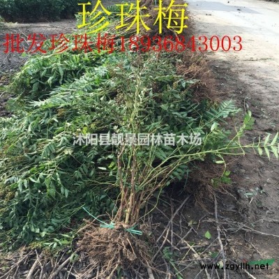 贴梗海棠50公分高 铁杆海棠球 铁杆海棠苗基地