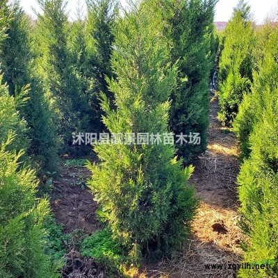 江苏刺柏价格 刺柏2米高图片 刺松基地批发