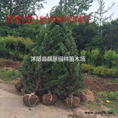 金焰绣线菊，沭阳绣线菊价格供应