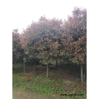 河南红黄白紫玉兰，2-50公分供应
