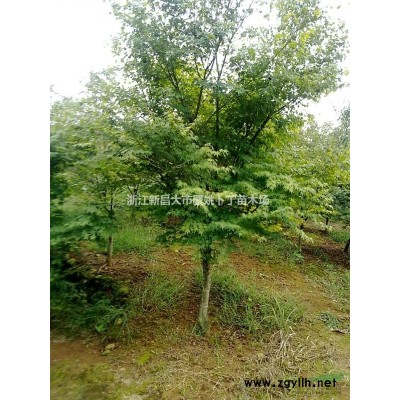 供29公分特大日本櫻花(早櫻)。