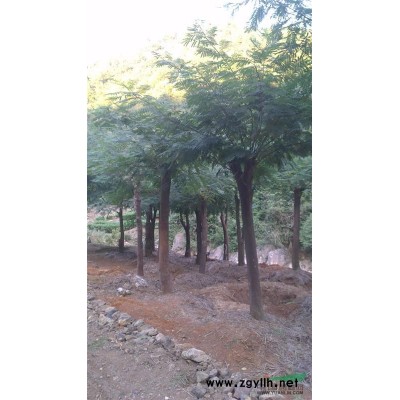 供18公分櫻花（早櫻。晚櫻）