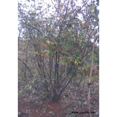 供金桂，高380，冠350，价廉。质优