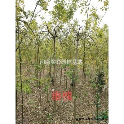 许昌桧柏 河南桧柏习性