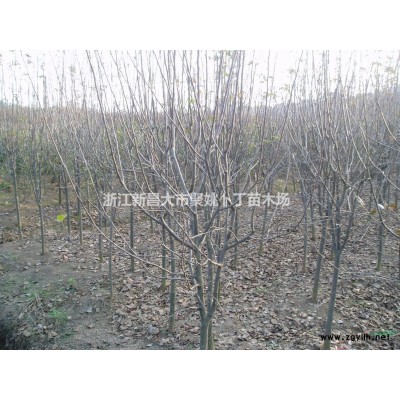 木瓜海棠可供。3-8公分