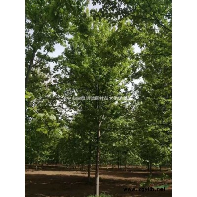 香花槐10—12公分原生嫁接都有