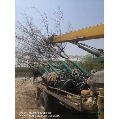 山东速生法桐批发基地 本基地还有很多的速生法桐 济宁速生法桐