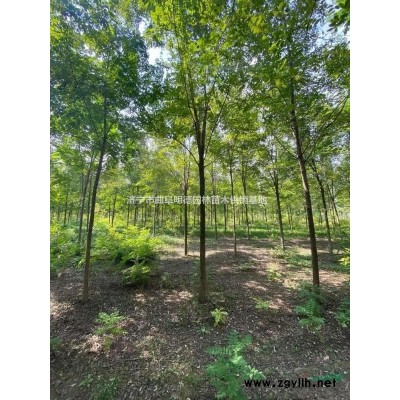 本基地有200棵13公分速生国槐低价出售  自家苗圃的13公