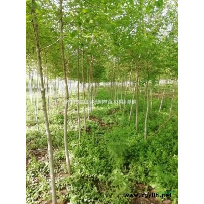 低价出售自家基地里面的13公分速生国槐200棵