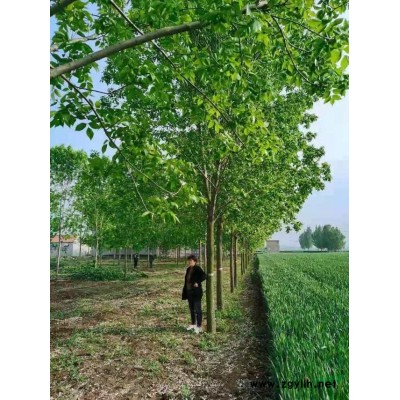 这是今天基地实拍的20公分白蜡图片 山东20公分精品白蜡 2