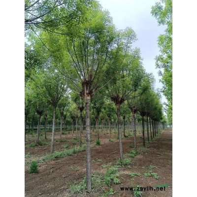 山东19公分白蜡 19公分速生白蜡 19公分精品速生白蜡 1