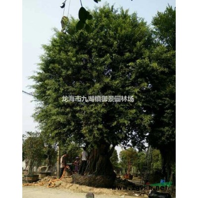 8米华棕价格 9米华棕价格 10米华棕价格