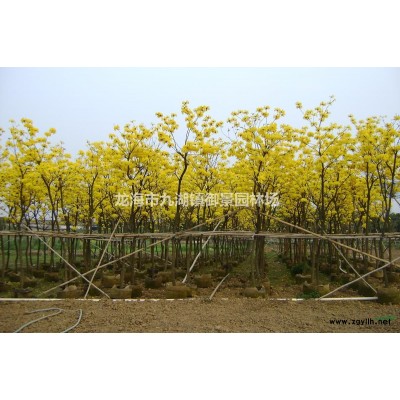 福建黄花风铃木价格  福建黄花风铃木报价 福建黄花风铃木行情