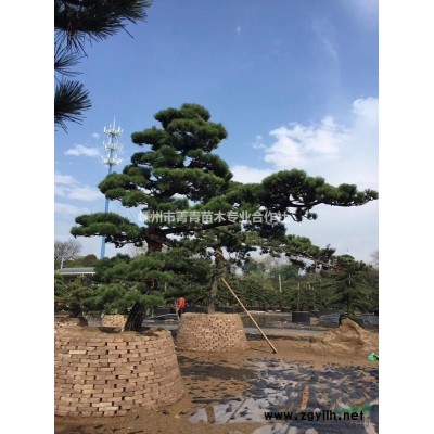 绿梅/红梅/美人梅/垂枝梅