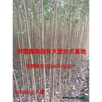 中华石楠大型基地 *好供应商 中华石楠优质供应商 石楠价格
