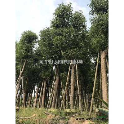 中东海枣的基本信息