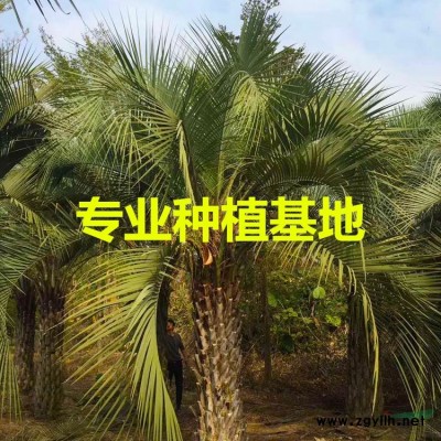 福建三角梅基地 福建三角梅产地