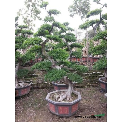 福建大型榕树桩头报价 福建榕树桩景价格