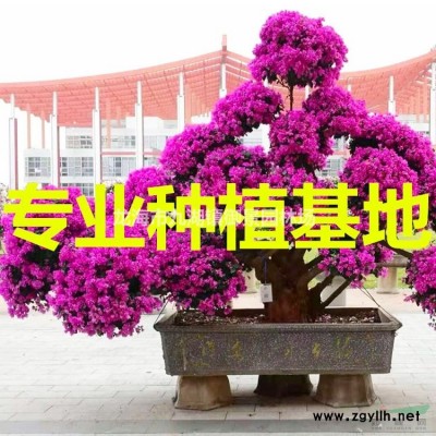 福建加拿利海枣价格 福建加拿利海枣报价 福建加拿利海枣行情