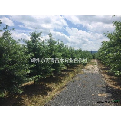 美国红枫行情报价3/ 浙江美国红枫图片展示3/
