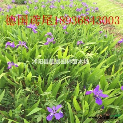 金娃娃萱草产地 金娃娃萱草行情 金娃娃萱草图片 价格