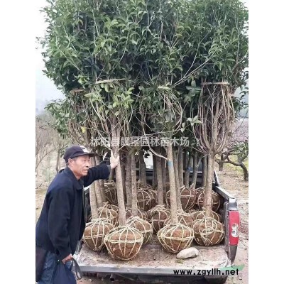 紫叶水蜡产地 紫叶水蜡行情 紫叶水蜡图片 价格