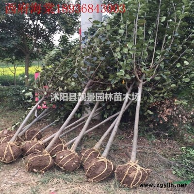 细叶麦冬草行情 细叶麦冬草图片 麦冬草产地价格