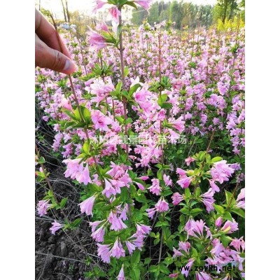 沭阳卫矛基地 胶东卫矛毛球一株多少钱