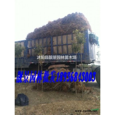 风车茉莉树苗 风车茉莉60公分长一株多少钱