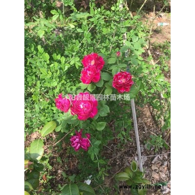 水蜡树苗 紫叶水蜡一株多少钱