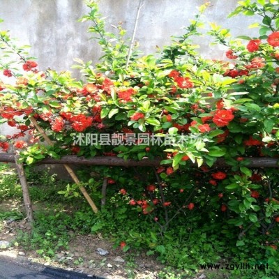 法国冬青/珊瑚树一株多少钱